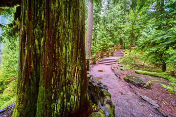 Moss-Covered Tree and Wooden Stairway in Lush Forest Low Angle View