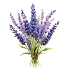 Fototapeta premium Watercolor Lavender Bouquet Clipart