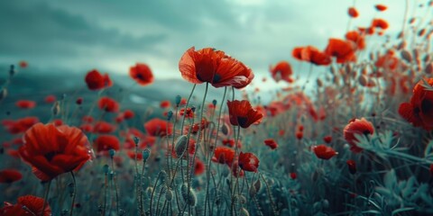Obraz premium Field of vibrant red poppies blooming in spring. A serene and picturesque landscape.