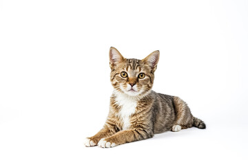 Obraz premium Cute tabby cat laying down on white background