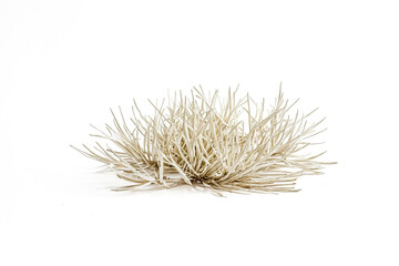 Close-up of Dry Grass on White Background