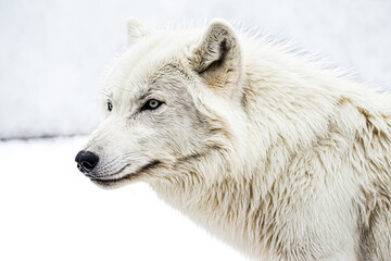 Obraz premium White Wolf Portrait