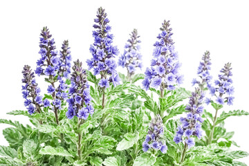 Obraz premium Purple Flowers with Green Leaves on White Background