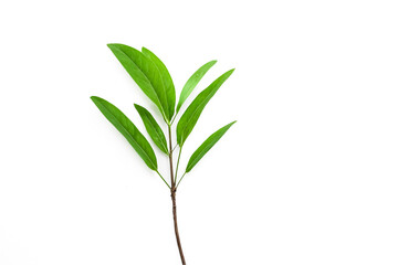 Fototapeta premium Single Green Leaf Sprout on White Background