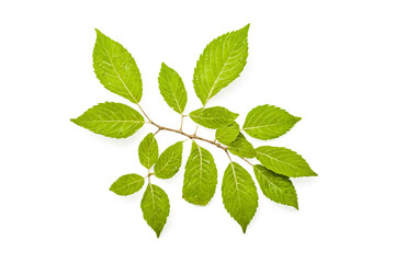 Obraz premium Green leaves isolated on white background