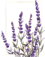 Fototapeta premium Beautiful watercolor illustration of lavender flowers with a minimalist frame. Perfect for botanical prints and nature-themed designs.