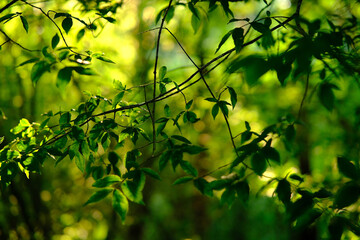 summer plans background leaves. cinematic bright green sun light effect. travel in eco forest