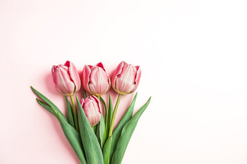 Obraz premium Pink Tulips on Pink Background