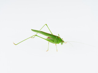 Sickle-bearing Bush-cricket in a white background. Genus Phaneroptera