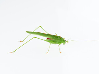 Fototapeta premium Sickle-bearing Bush-cricket in a white background. Genus Phaneroptera