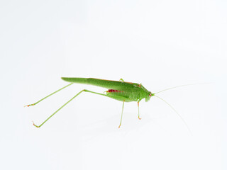Fototapeta premium Sickle-bearing Bush-cricket in a white background. Genus Phaneroptera