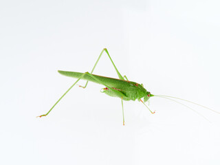 Fototapeta premium Sickle-bearing Bush-cricket in a white background. Genus Phaneroptera