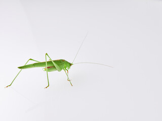 Sickle-bearing Bush-cricket in a white background. Genus Phaneroptera