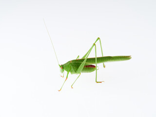 Sickle-bearing Bush-cricket in a white background. Genus Phaneroptera