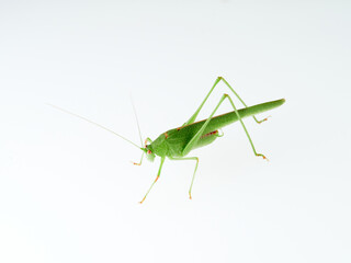 Sickle-bearing Bush-cricket in a white background. Genus Phaneroptera