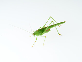 Sickle-bearing Bush-cricket in a white background. Genus Phaneroptera