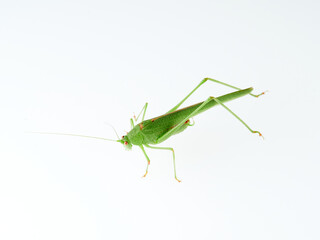 Sickle-bearing Bush-cricket in a white background. Genus Phaneroptera