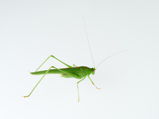 Sickle-bearing Bush-cricket in a white background. Genus Phaneroptera