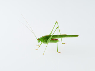 Sickle-bearing Bush-cricket in a white background. Genus Phaneroptera