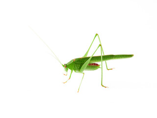 Sickle-bearing Bush-cricket in a white background. Genus Phaneroptera