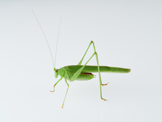 Sickle-bearing Bush-cricket in a white background. Genus Phaneroptera