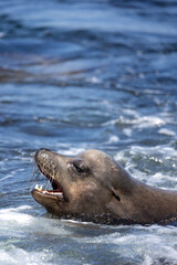 Obraz premium Large male sea lion swimming in the sea