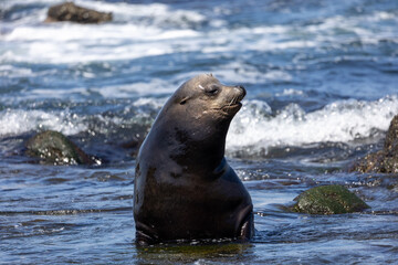 Fototapeta premium Large male sea lion swimming in the sea