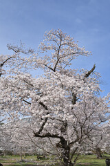 京都府立植物園のサクラ