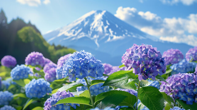 紫陽花と富士山の夏の風景