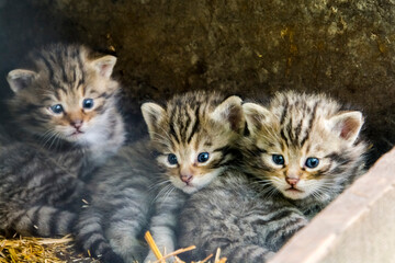 European wild cat kittens in a den