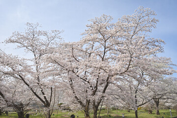 京都府立植物園のサクラ