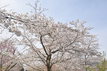京都府立植物園のサクラ