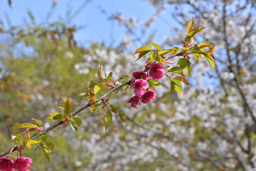 京都府立植物園のエレガンスみゆき