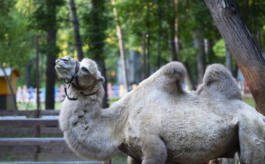 Bactrian camel in a pen in a park against the backdrop of sunset. Close-up portrait.