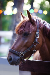 Obraz premium The muzzle of a brown horse against a bokeh background with a garland in the park. Close-up portrait.