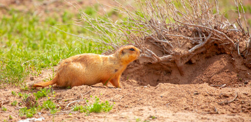 The gopher sits in the grass in the mountains, looks to the side, as if reading your text, studying, showing curiosity, interest. Copy space with place for text. Landscape with wild animals.