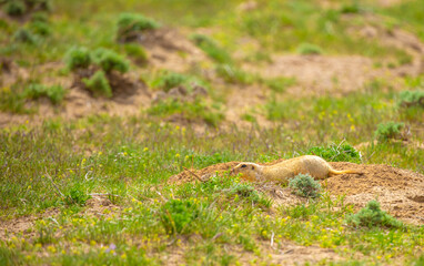 The gopher sits in the grass in the mountains, looks to the side, as if reading your text, studying, showing curiosity, interest. Copy space with place for text. Landscape with wild animals.