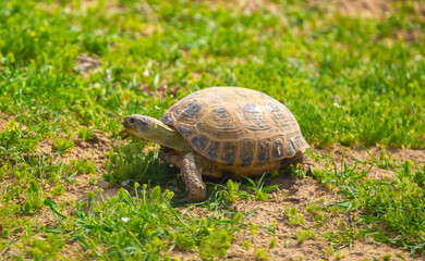 Turtle in the steppe of Kazakhstan. Turtle in the grass.