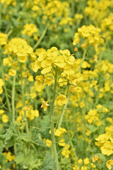 京都府立植物園の江月