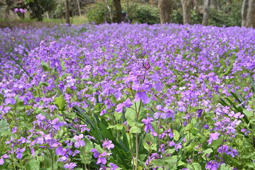 Naklejka premium 京都府立植物園のクロッカス