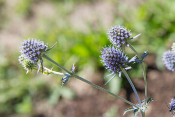 Eryngium (eryngo) plant in a meadow in summer	