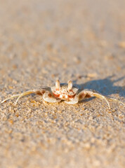 A crab on the beach is running on the white sand. Exotic animals in the resorts of tropical islands. The concept of a beach holiday in the tropics.
