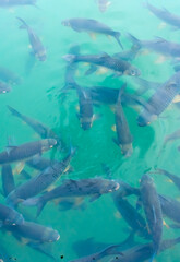 There are many Japanese carp fish swimming in the water. Fish farm. The pond is teeming with a school of large fish.
