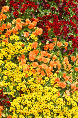 京都府立植物園のパンジー