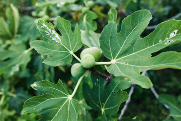 Lush fig tree in the serene forest, adorned with vibrant green leaves and unripe fruit on its...