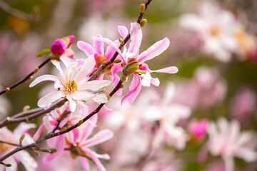 Blooming magnolia in spring. Beautiful buds of pink flowers close-up with blurred space for text.