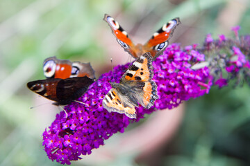 The European peacock and the Small tortoiseshell  butterflies on buddleja davidii (summer lilac)...