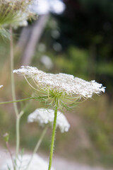 Wild carrot plant blooming in the summer