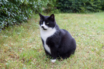 Black and white cat in a garden	
