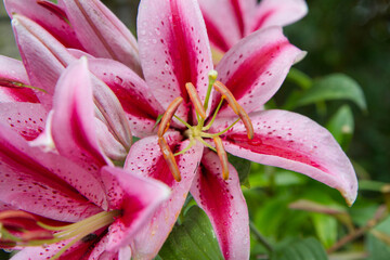 Pink Lily flowers blooming in a garden with raindrops on them